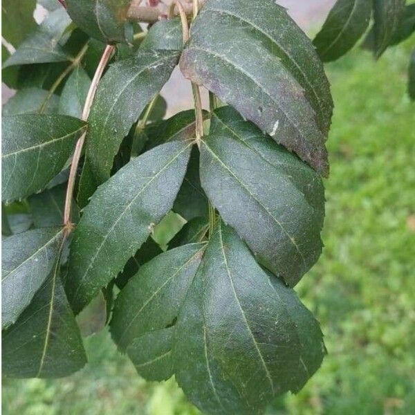 Fraxinus angustifolia Deilen