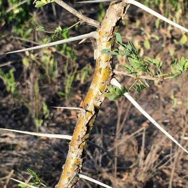 Vachellia exuvialis Bark