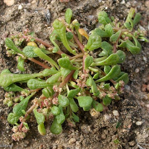 Calyptridium monandrum Hábito