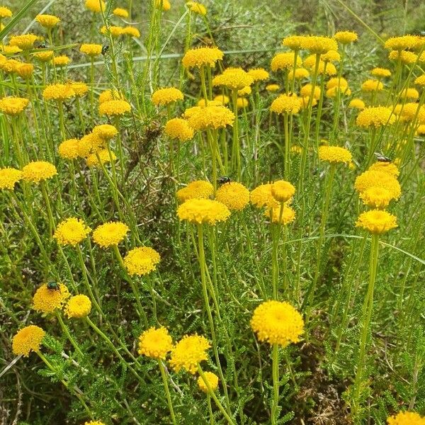 Santolina rosmarinifolia Кветка