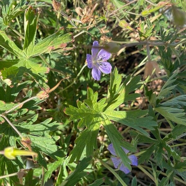 Geranium pratense फूल