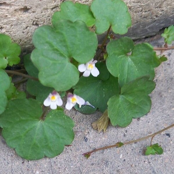 Cymbalaria muralis Cvet