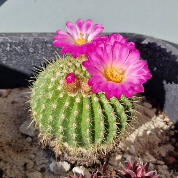 Echinocereus coccineus Flower