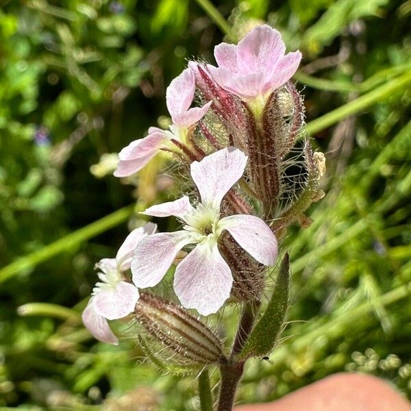 Silene gallica Flower