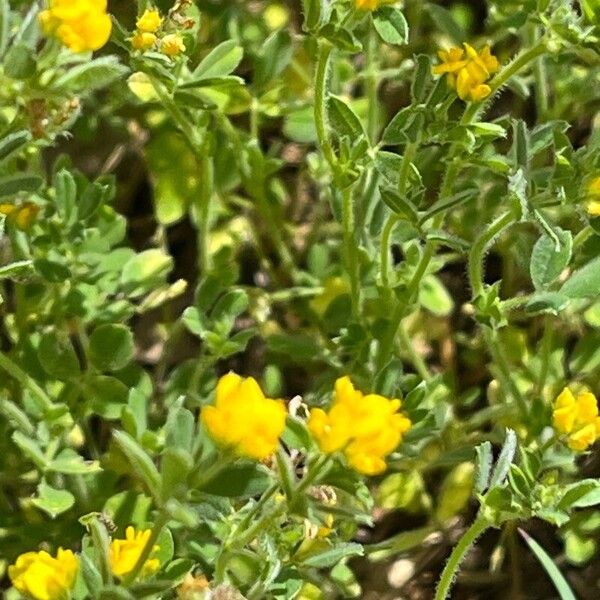 Medicago minima पत्ता