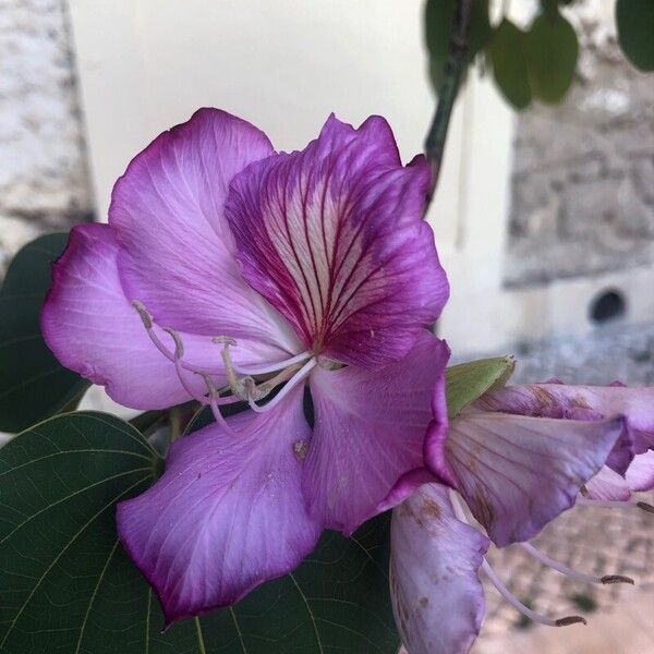 Bauhinia purpurea Květ