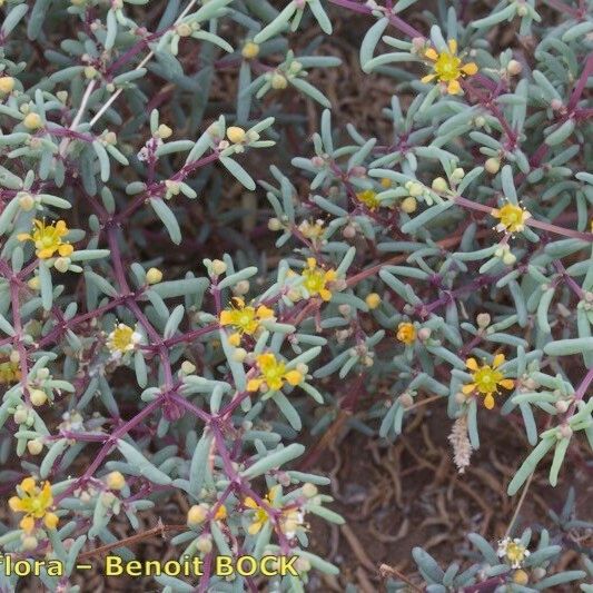 Zygophyllum simplex Sonstige