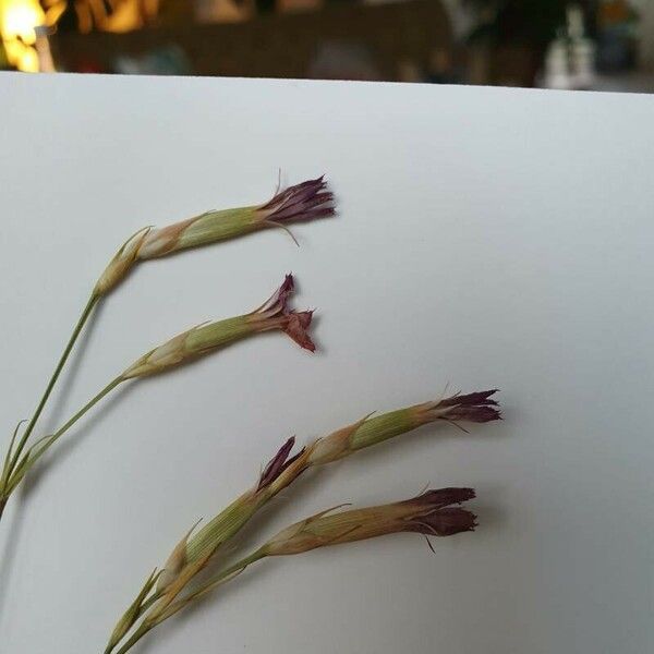 Dianthus sylvestris Fleur