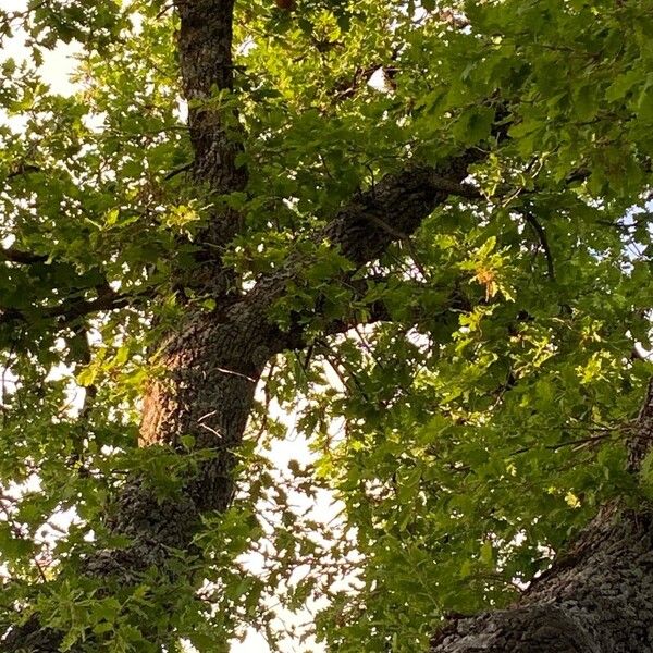 Quercus pubescens Лист