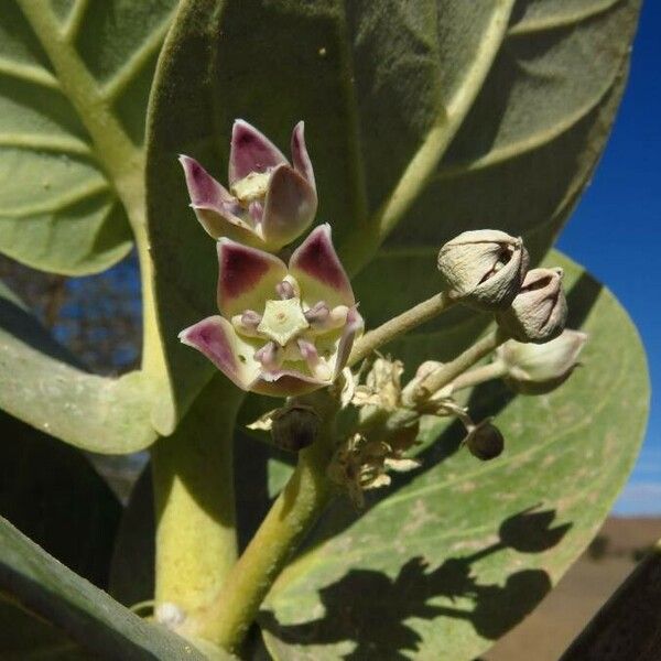 Calotropis procera Floro