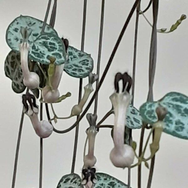 Ceropegia woodii Flor