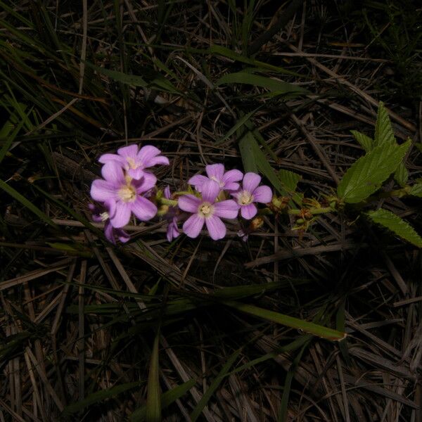 Melochia villosa Fleur