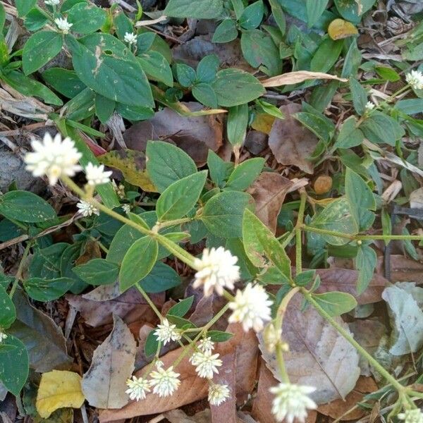 Gomphrena serrata Çiçek