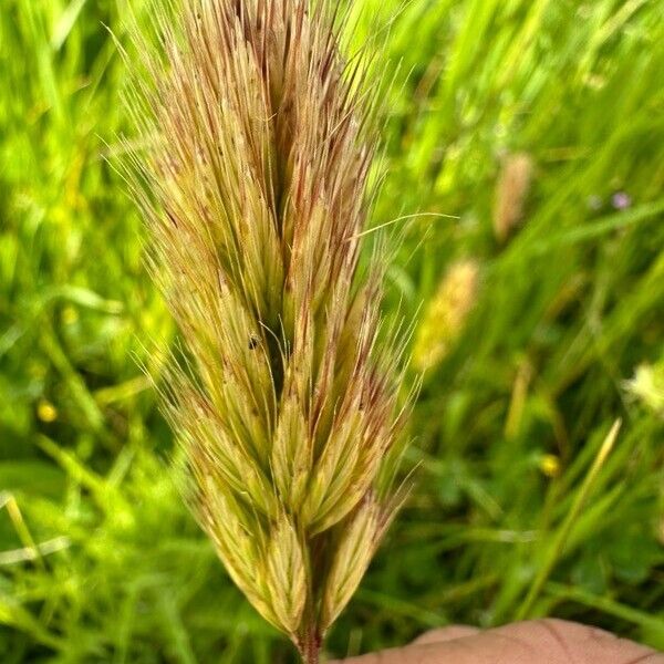 Bromus scoparius Flower