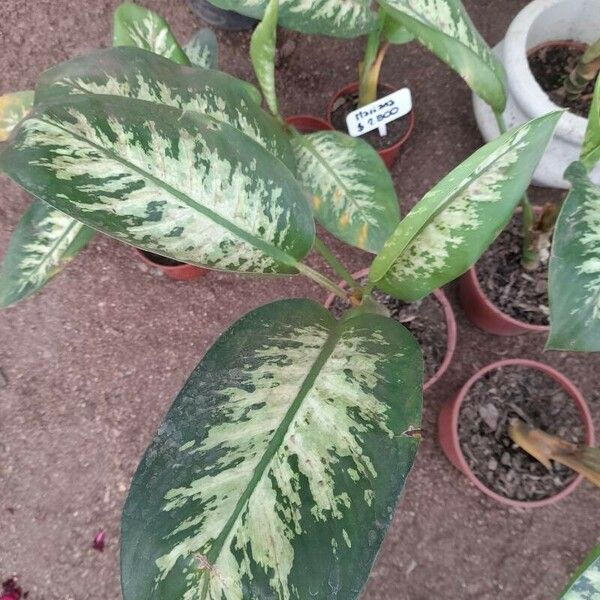 Dieffenbachia seguine Φύλλο