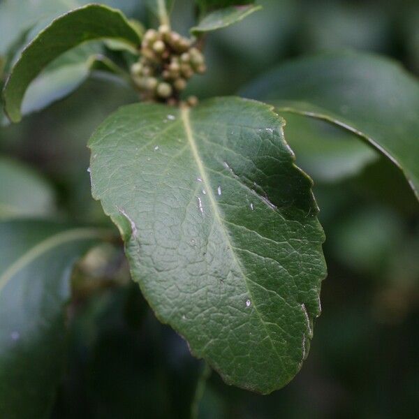 Maytenus canariensis Blad