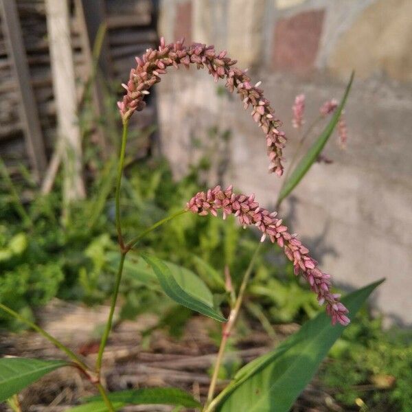 Polygonum lapathifolium ᱵᱟᱦᱟ