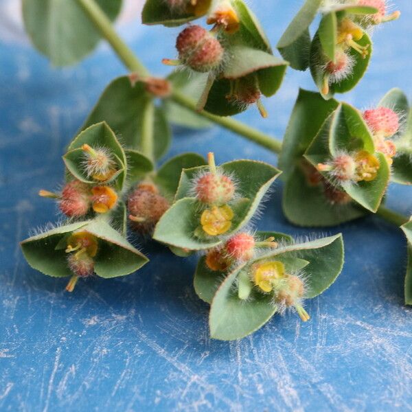 Euphorbia hirsuta (Pubescent spurge)