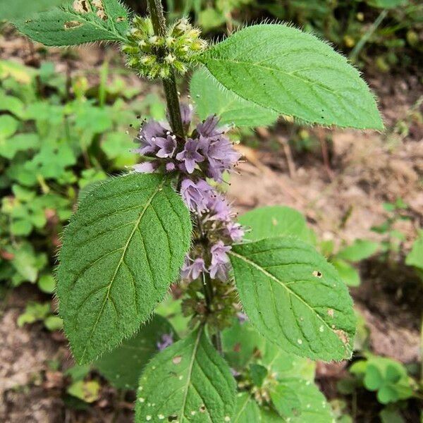 Mentha arvensis Liść