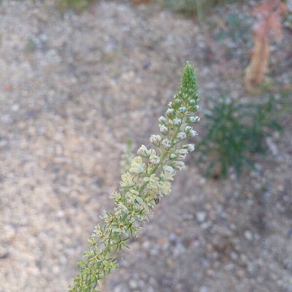 Reseda alba 花