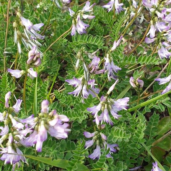 Astragalus alpinus ഇല