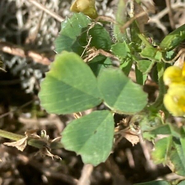 Medicago littoralis Leaf