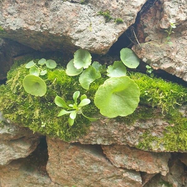 Umbilicus rupestris Blad