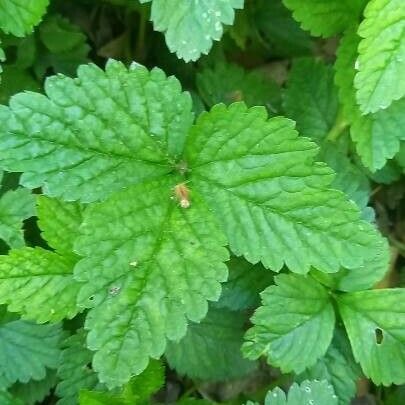 Potentilla indica Leaf