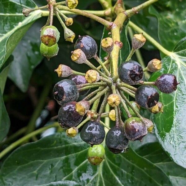 Hedera helix Hedelmä