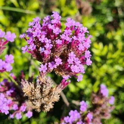 Verbena bonariensis Blüte