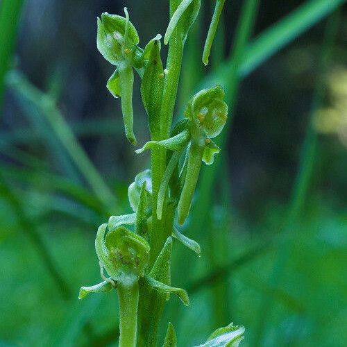 Platanthera sparsiflora Flower