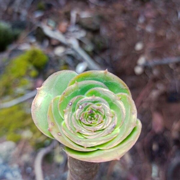 Aeonium aureum Yaprak