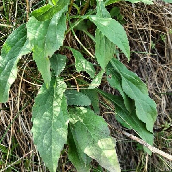 Solidago virgaurea Лист