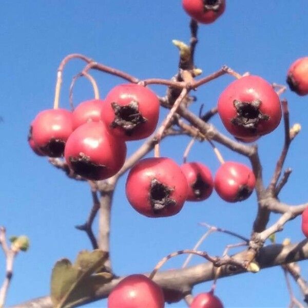 Crataegus laciniata Ffrwyth