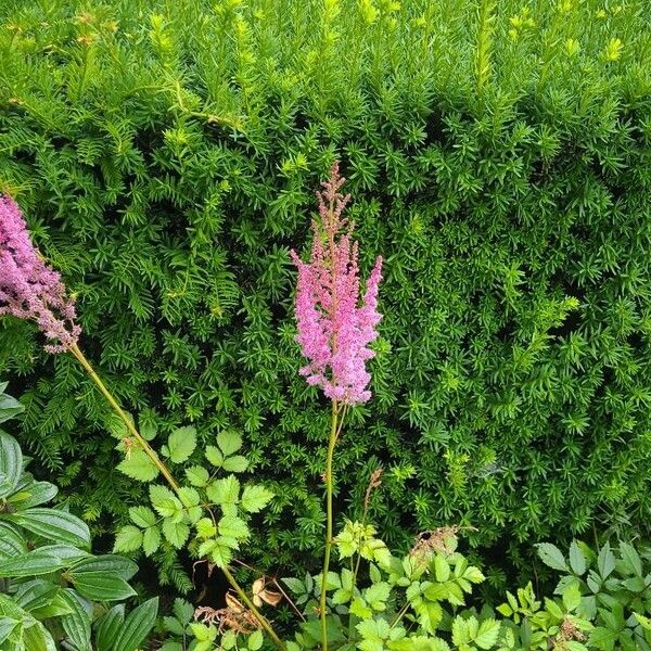 Astilbe japonica Flower