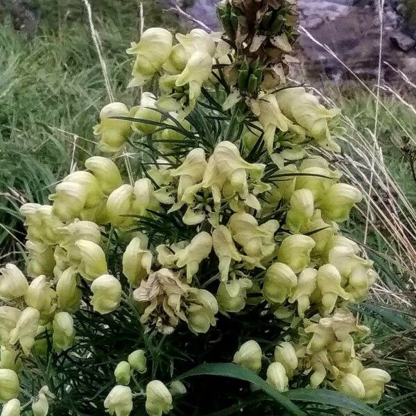 Aconitum anthora Virág