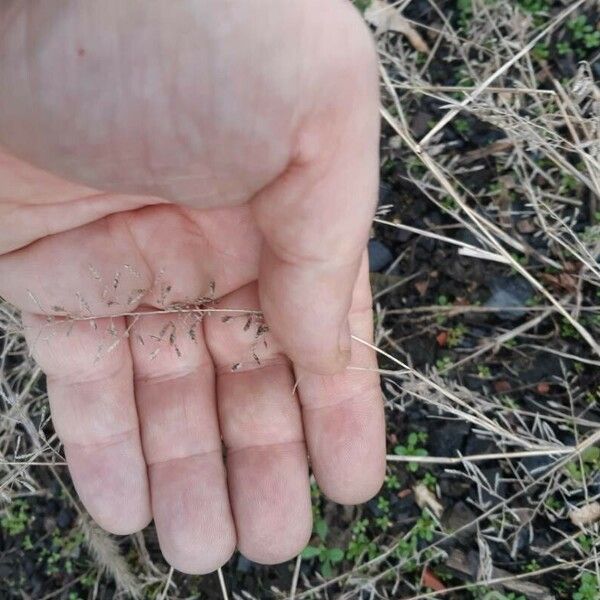 Eragrostis minor Cvet