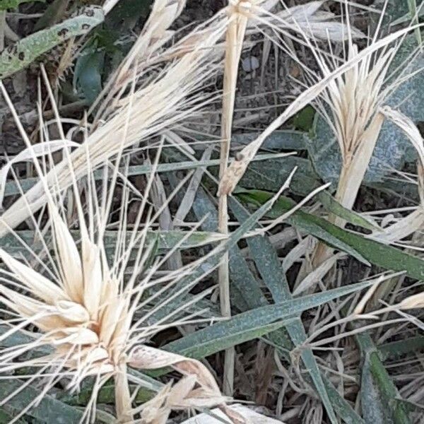 Hordeum marinum Фрукт