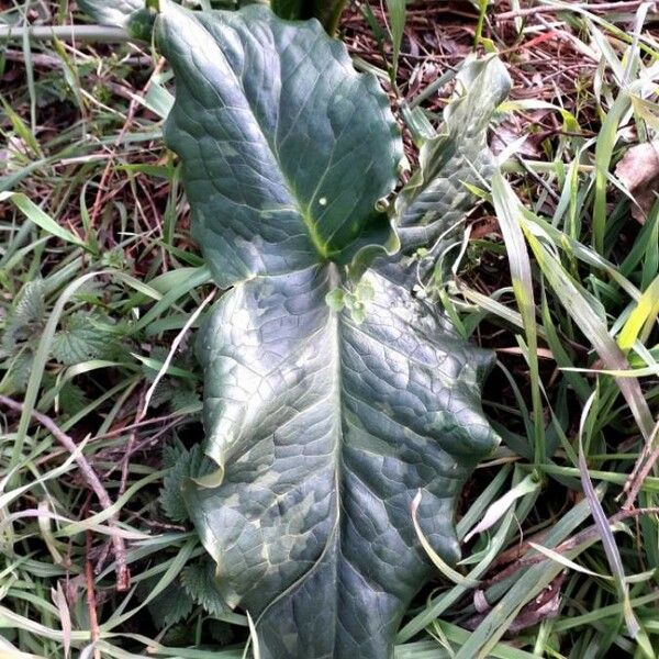 Arum italicum برگ