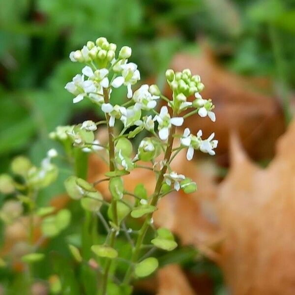 Lepidium virginicum Λουλούδι