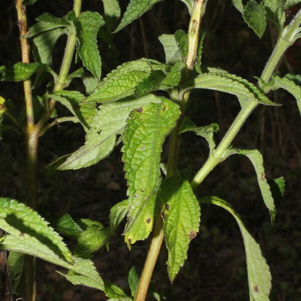 Stachytarpheta jamaicensis Yaprak