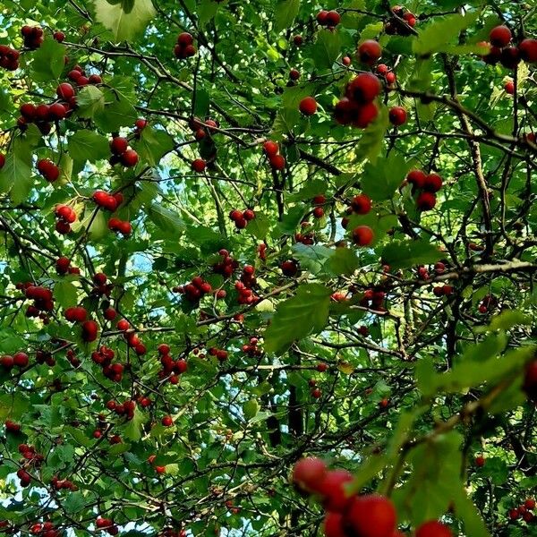 Crataegus coccinea Buveinė