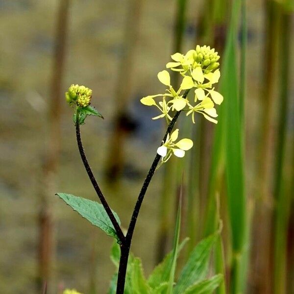 Rhamphospermum nigrum Flower