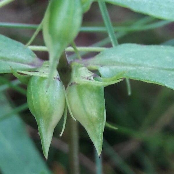 Melampyrum lineare Ffrwyth