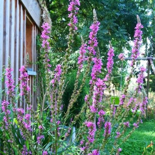 Lythrum salicaria Buveinė