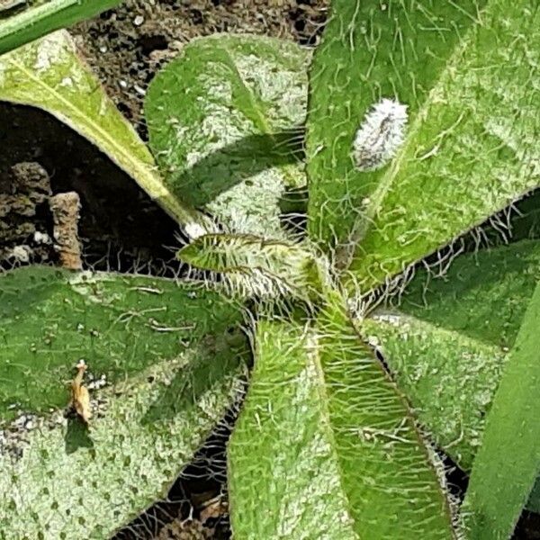 Pilosella aurantiaca 葉