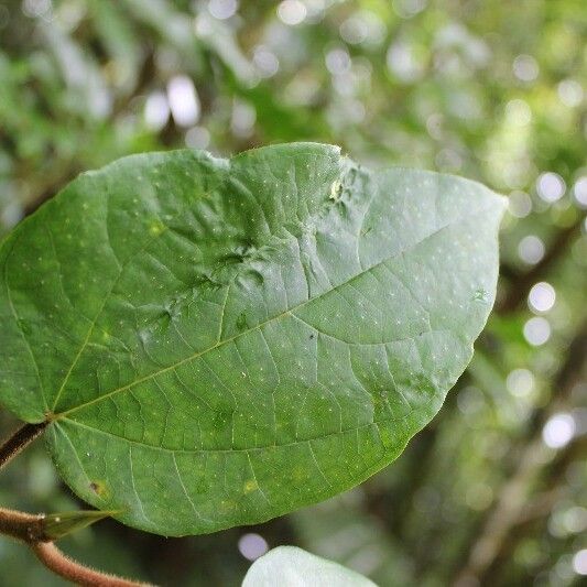 Ficus mauritiana Foglia