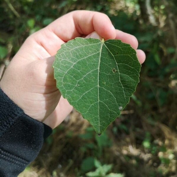 Populus tremula Blatt