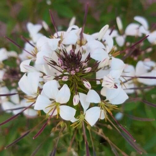 Cleome dodecandra Kukka