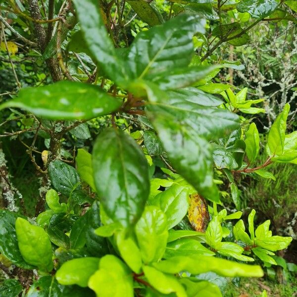 Viburnum treleasei Lapas